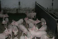 содержание, использование и кормление хряков-производителей и свиноматок