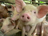 применение природных минеральных добавок при откорме свиней