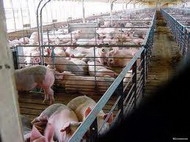 качество мышечной ткани свиней при использовании биогенных стимуляторов cт и ситр