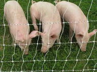 эффективность использования органической формы меди в рационах откармливаемого молодняка свиней