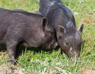влияние цеолитов на результаты откорма свиней