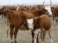 факторы, влияющие на потребность коровы в питательных веществах