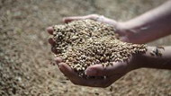 минсельхоз рф прогнозирует урожай зерна в 2012 году в 93,5 млн тонн