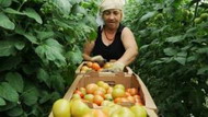 российские фермеры в 2012 году получат до 3,5 млрд руб господдержки