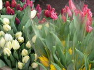 на 8 марта в калининграде будут продавать местные тюльпаны