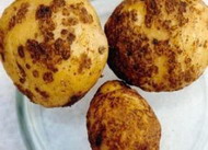 сельскохозяйственники комсомольска-на амуре борются с картофельной нематодой