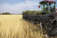 собственные потребности молдовы урожай зерновых не обеспечит