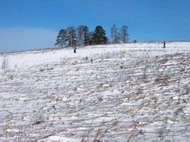 состояние озимых в пригородных хозяйствах краснодара не вызывает опасений