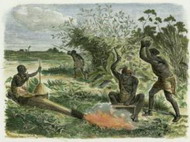 древние люди погубили влажные леса африки